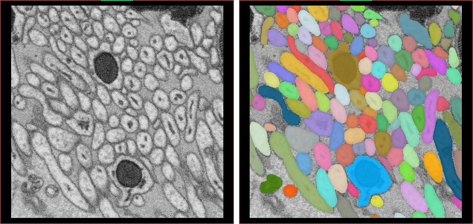 cellpose-sam-example-2d