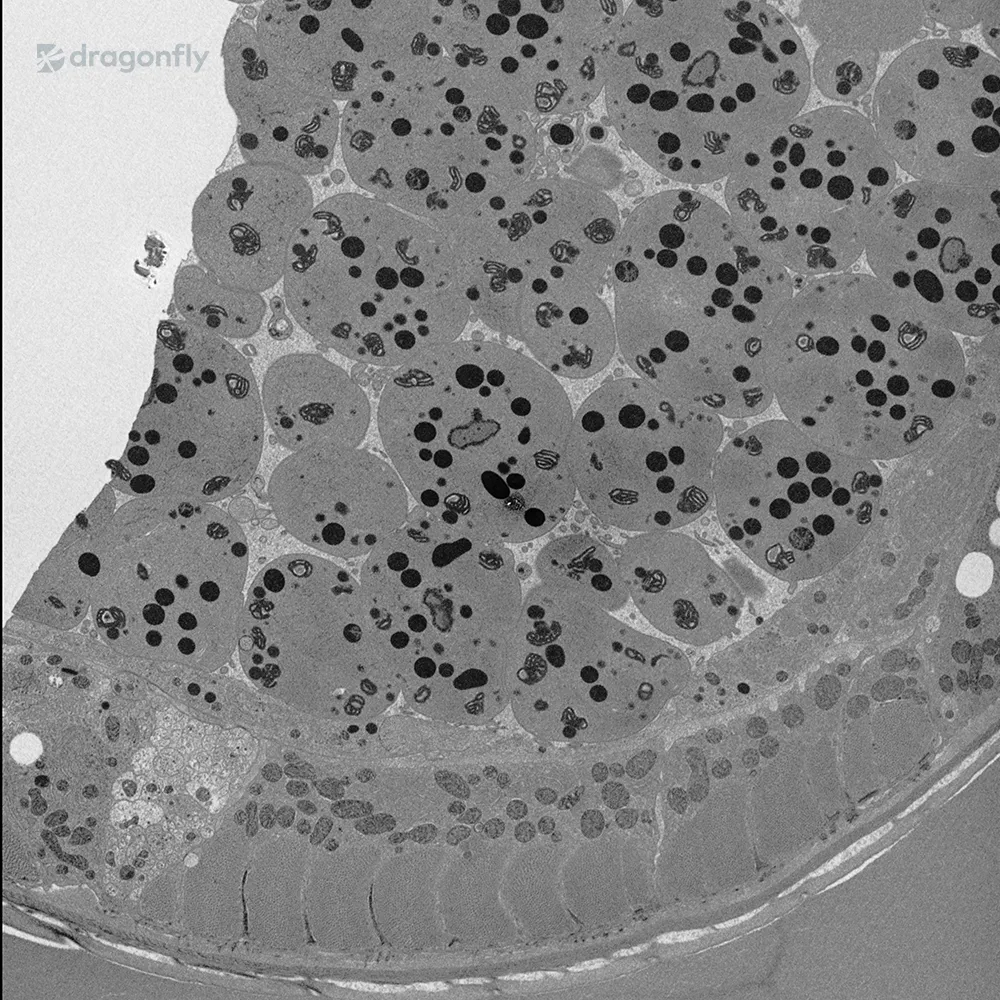 original image